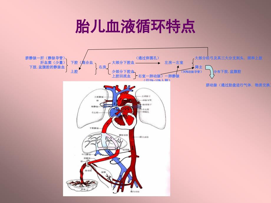 胎儿超声心动图.ppt_第2页