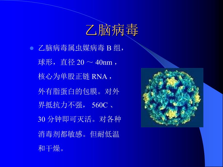 流 行 性 乙 型 脑 炎_第3页