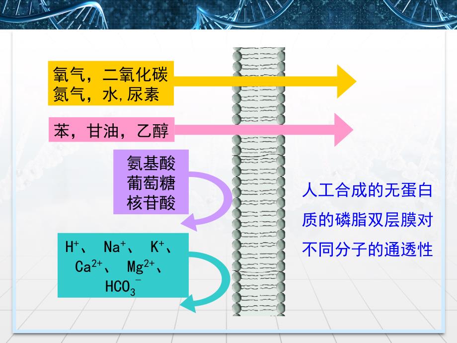 苏教版高中生物必修一3.3《物质的跨膜运输》课件（共35张）_第3页