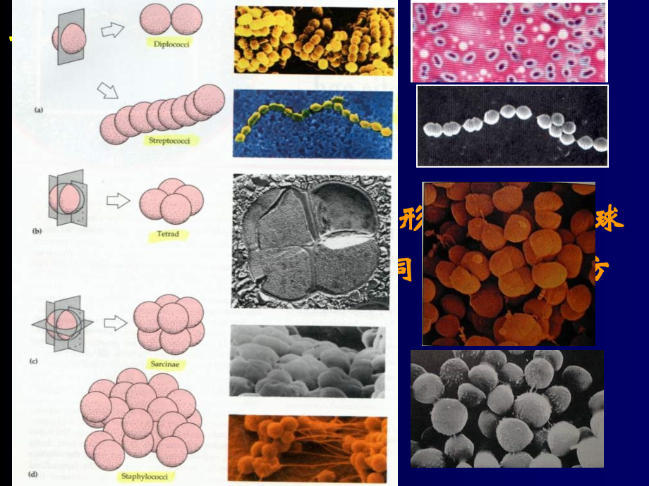 3微生物类群与形态结构(1)_第4页