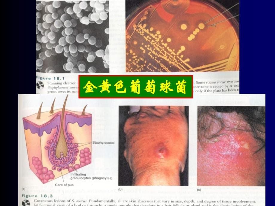 3微生物类群与形态结构(1)_第5页