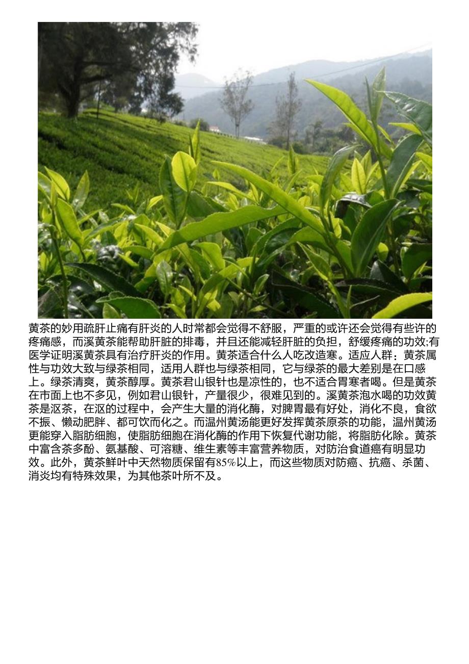 黄茶的妙用溪黄茶泡水喝的功效_第2页