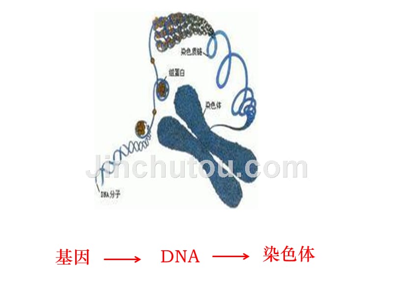 人教版必修二  人类遗传病_第3页