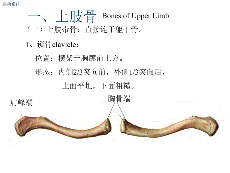 肘关节解剖结构_第4页