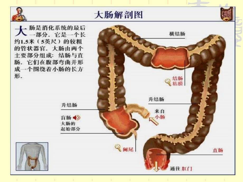 直肠肛管疾病患者的护理_第5页