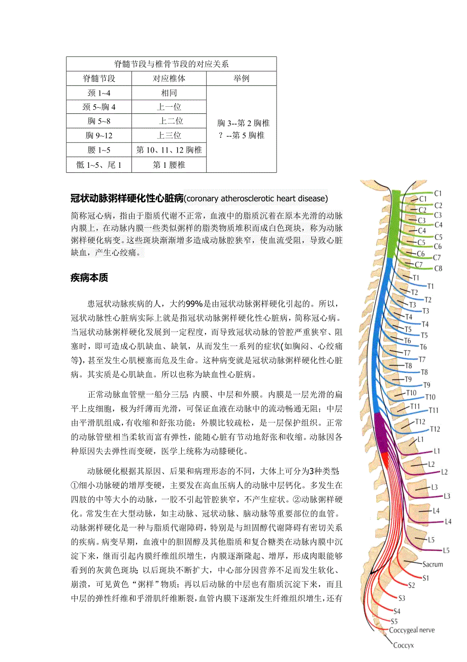 一份   脊髓长下行纤维束_第2页