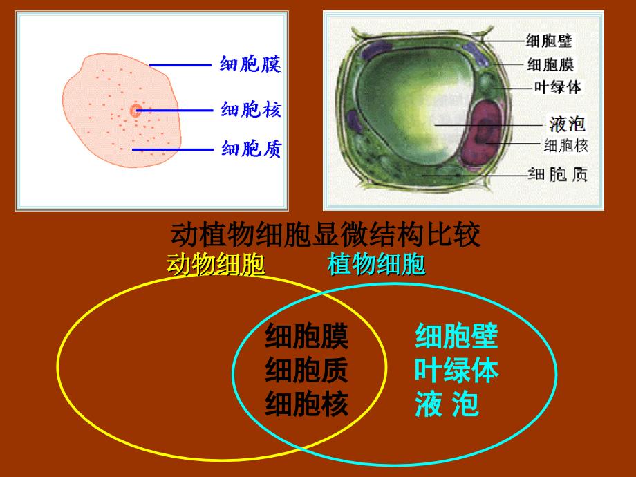 七年级上册科学第四章《生物体的结构层次》4.3组织、器官和系统_第2页