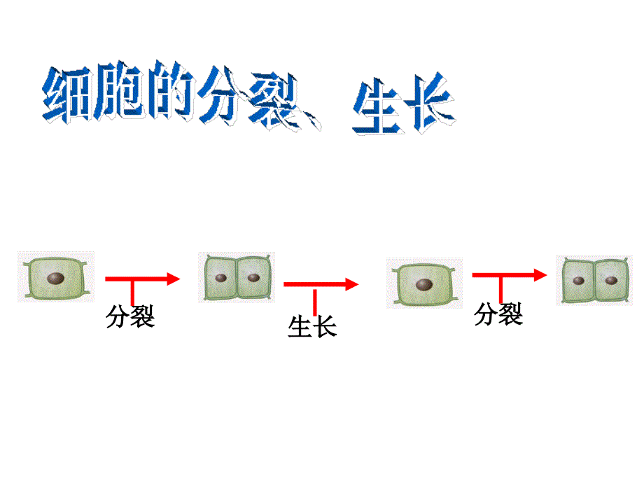 七年级上册科学第四章《生物体的结构层次》4.3组织、器官和系统_第3页