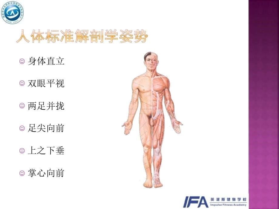 运动解剖学基础_第5页