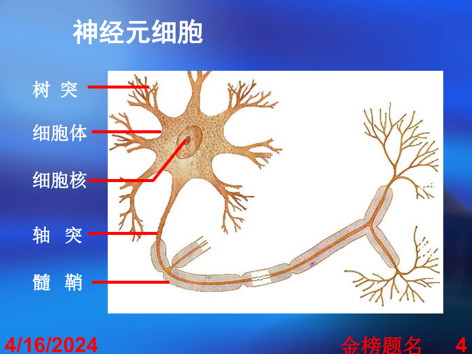 2-生物高考总复习 张柱 神经调节 (2)_第4页