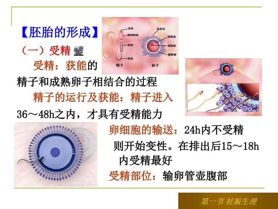 正常妊娠期孕妇的护理 (2)_第5页