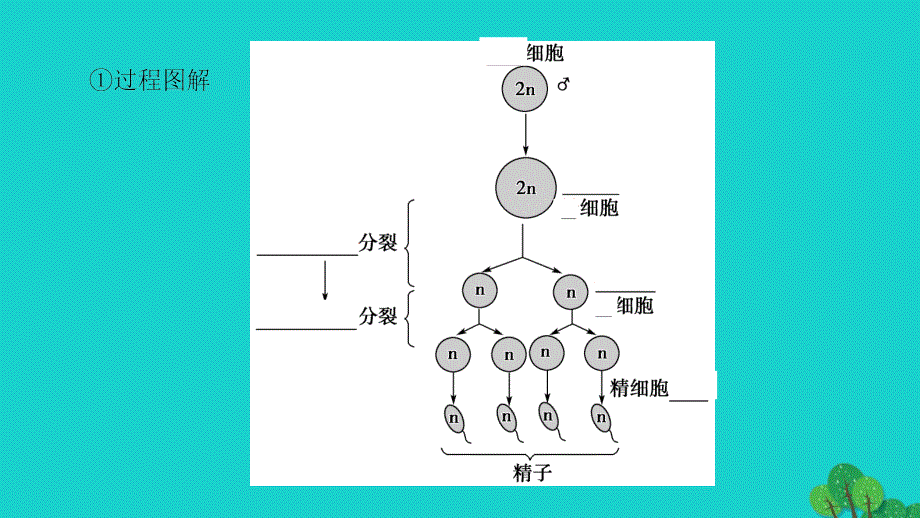 2016-2017版高中生物 第2章 染色体与遗传 第1节 减数分裂中的染色体行为（ⅱ）课件 浙科版必修2_第4页