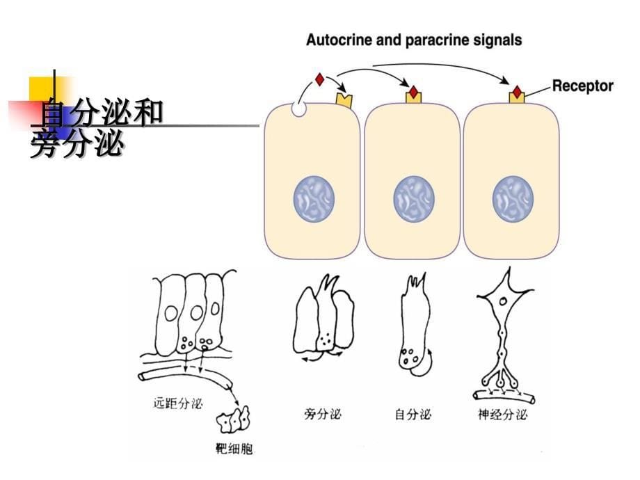 安徽医科大学生理学 第11章 内分泌_第5页