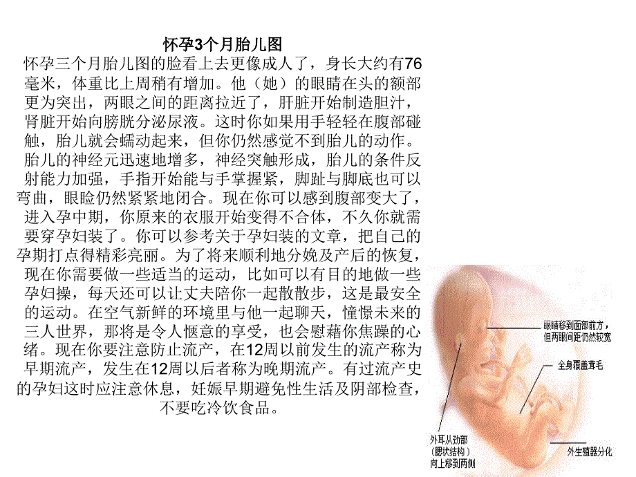 b超图 胎儿发育过程培训讲义_第1页