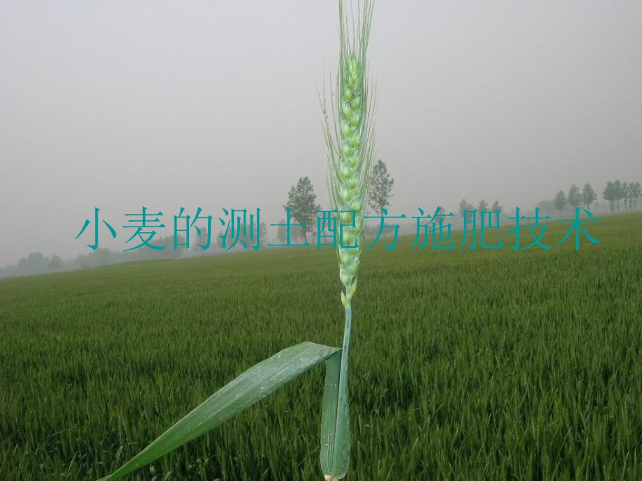 小麦的测土配方施肥技术_第1页