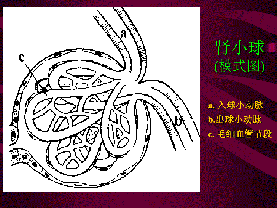 [病理学]泌尿系统疾病_第3页