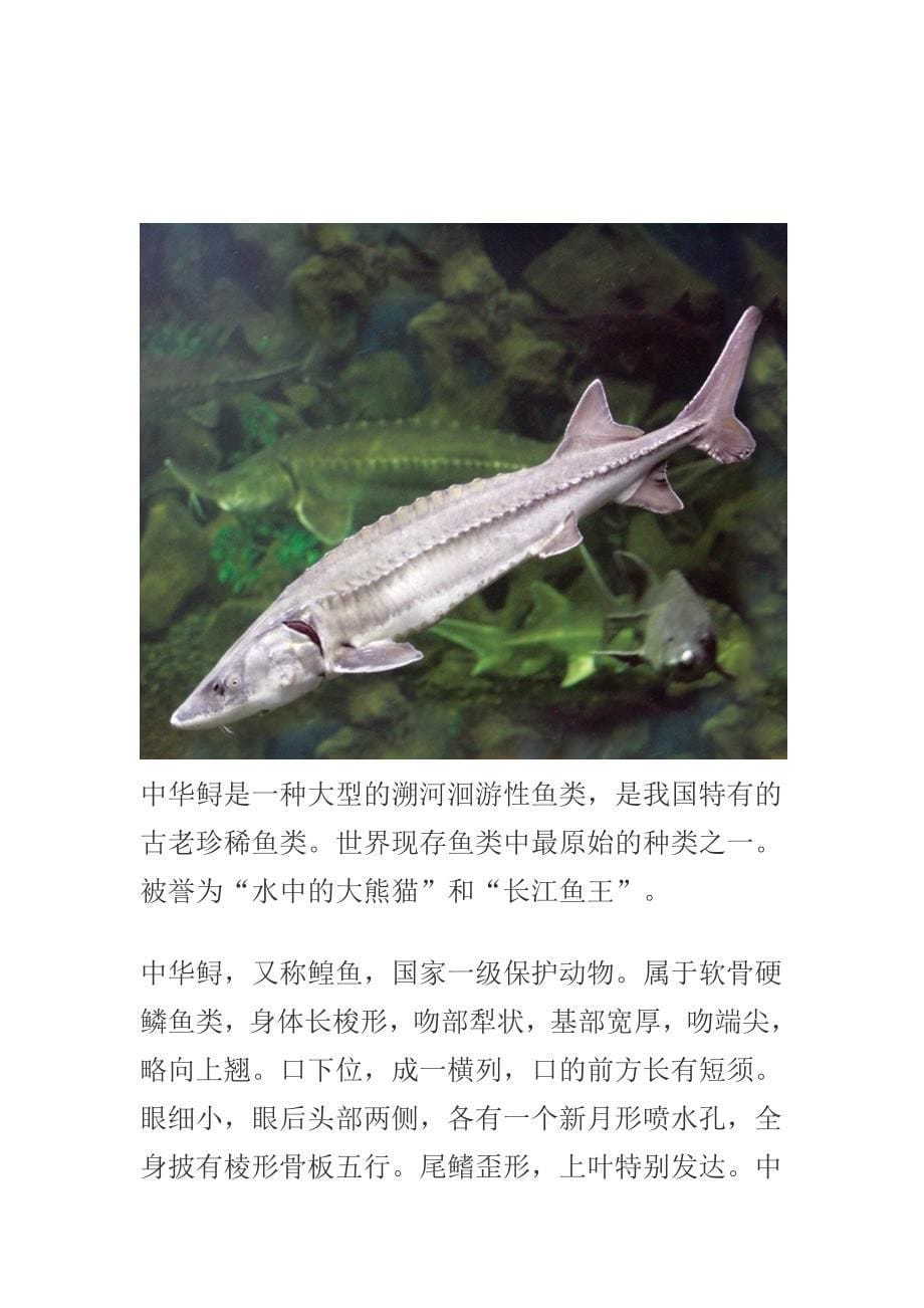 有关古生物的资料_第5页