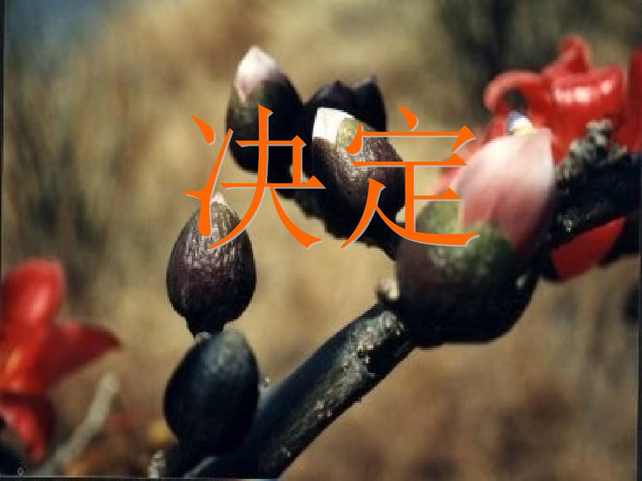 决定的概念和种类_第1页