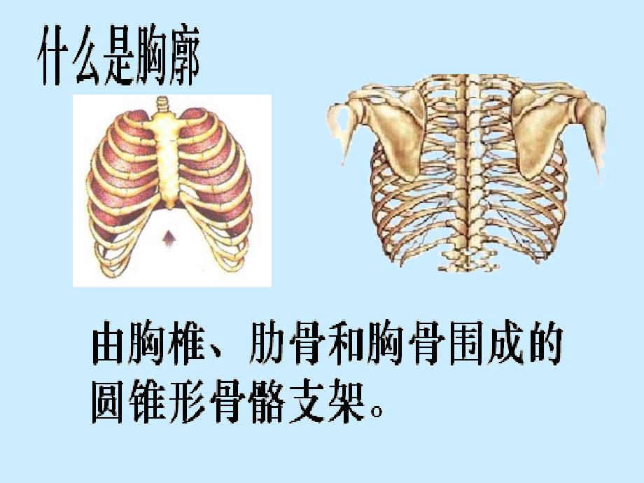 肺与外界的气体交换(公开课)青_第4页