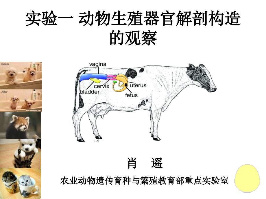 实验一 动物生殖器官解剖构造的观察_第1页