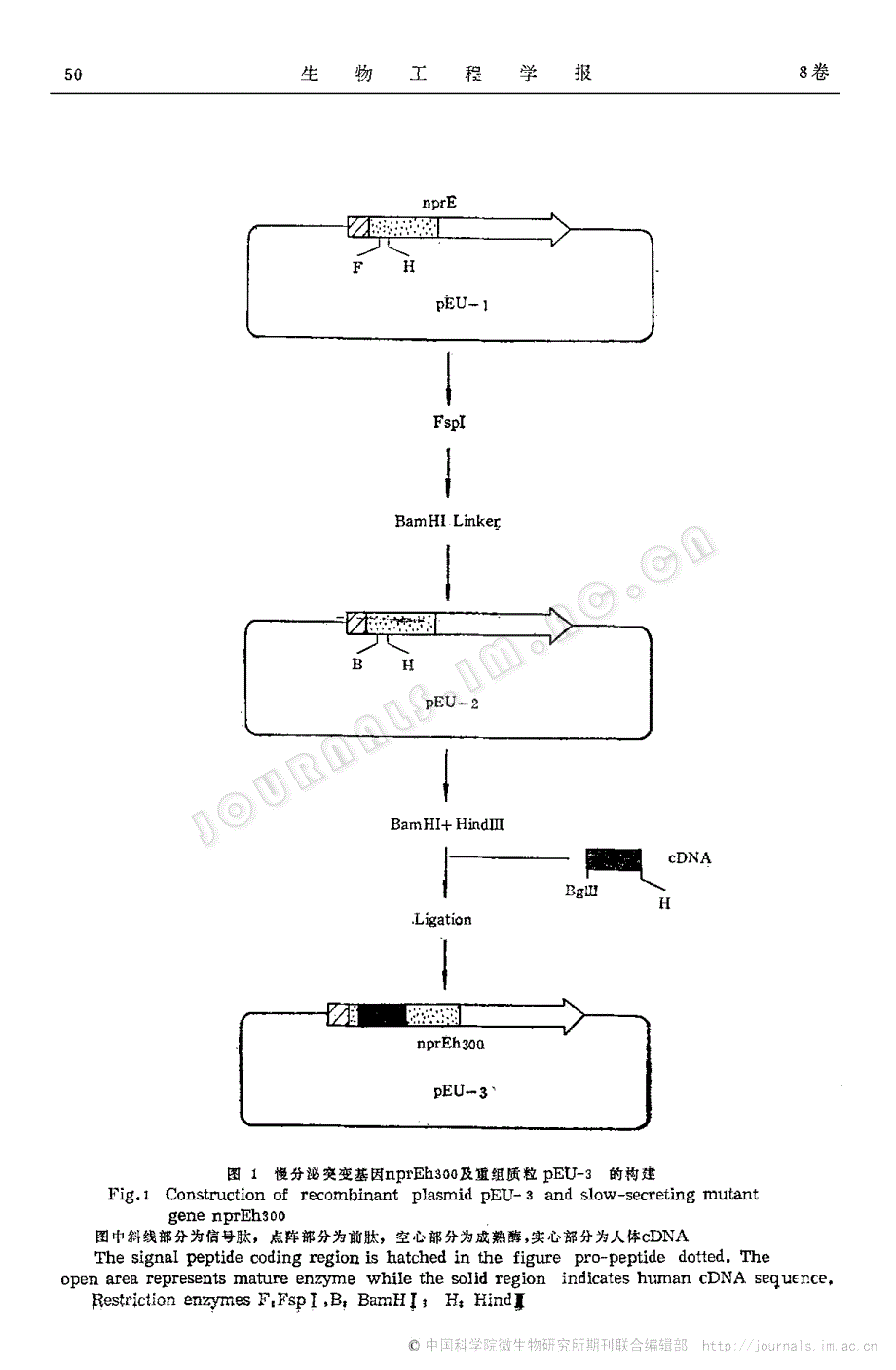 慢分泌突变基因的构建及其应用研究_第3页