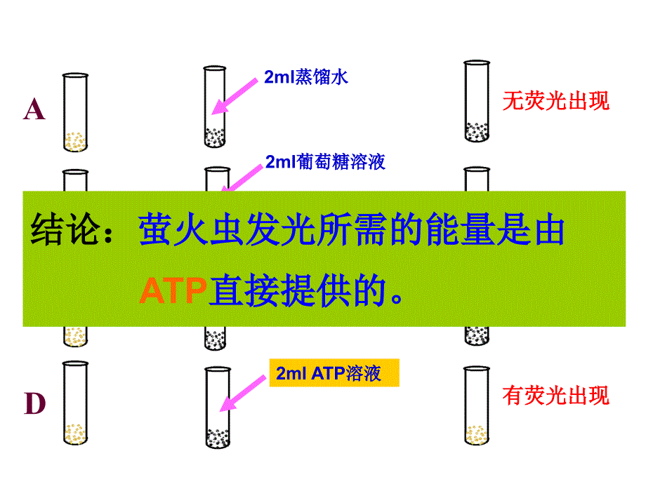 细胞的能量“通货”——atp精品课件_第3页