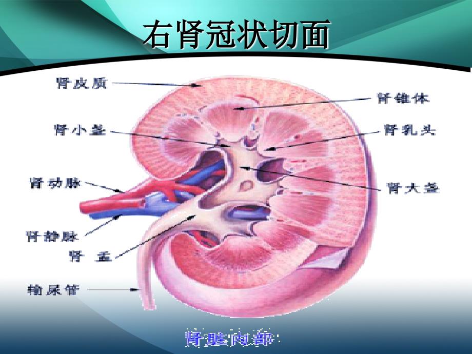 肾囊肿的检查及治疗_第3页