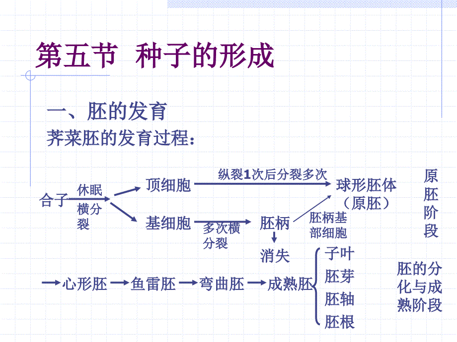 北师大植物生物学03_第1页