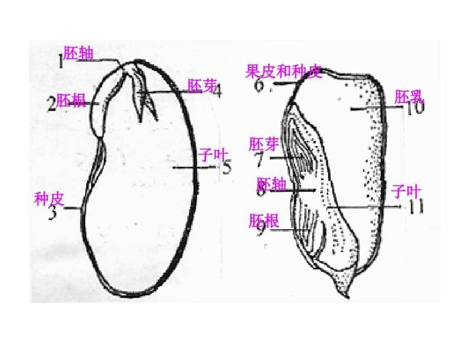 初中生物重点图集ppt_第5页