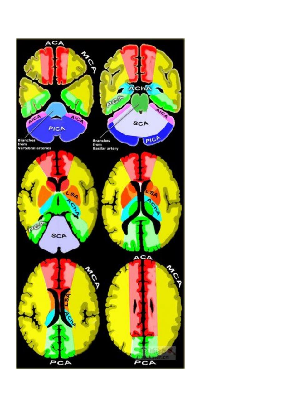 脑动脉的供血区域_第2页