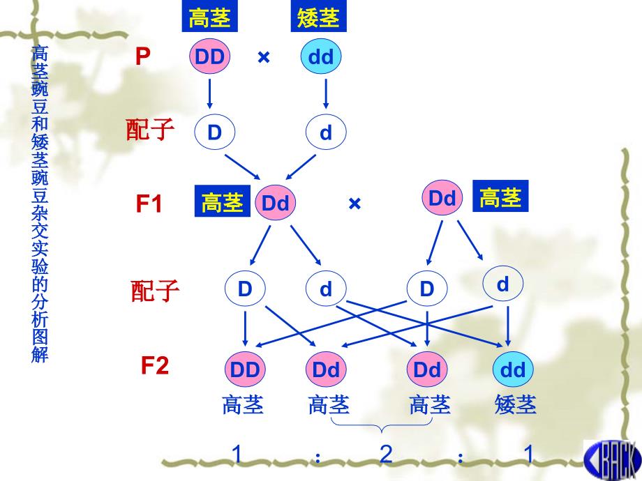 孟德尔一对(0)_第4页