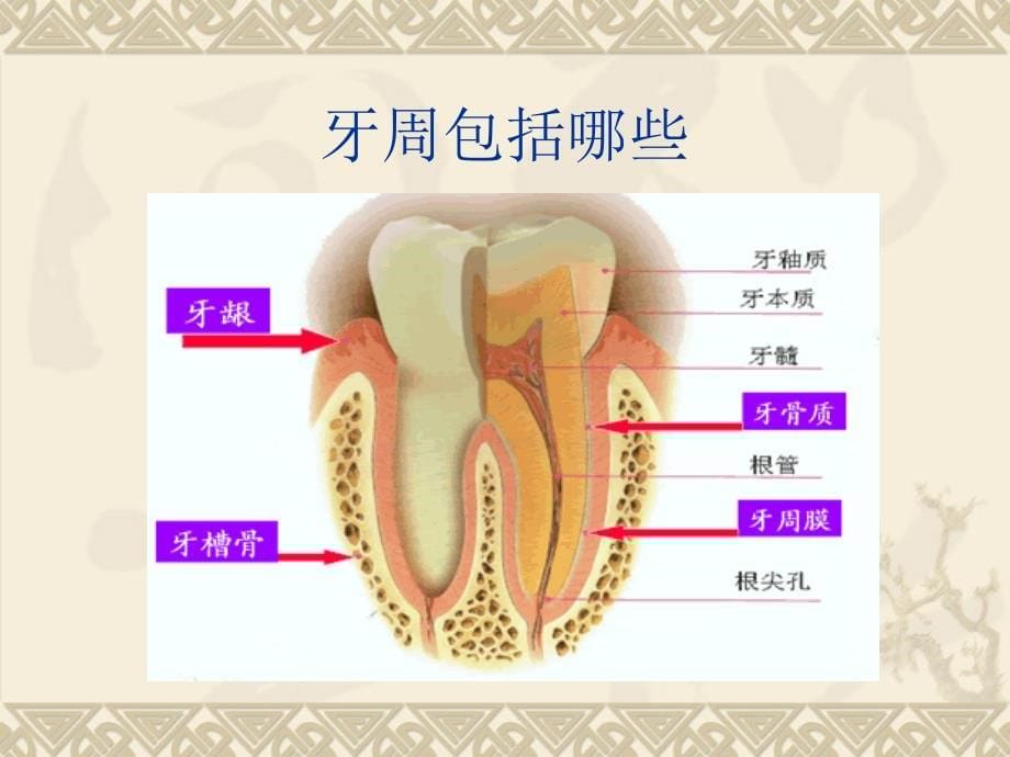 口腔科学-第五章-牙周疾病_第5页