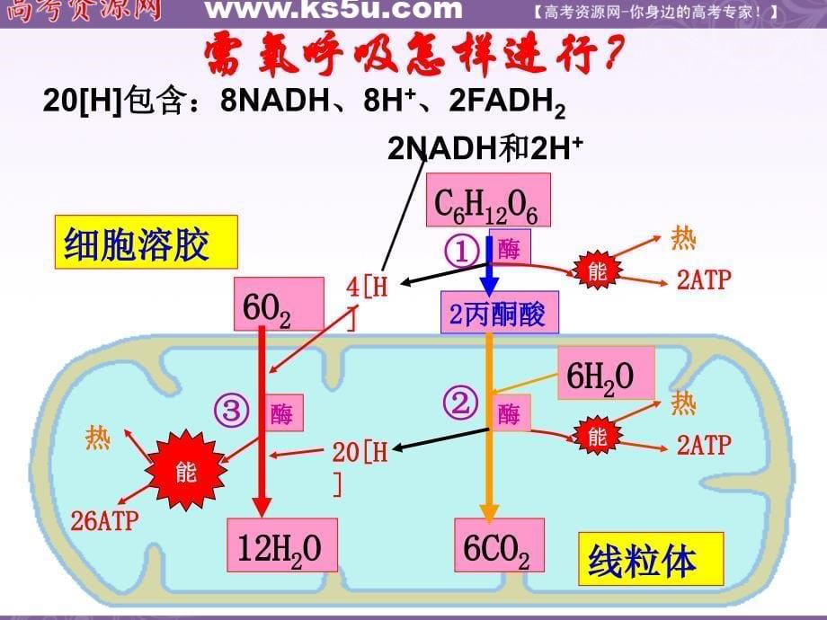 生物：3.4《细胞呼吸》课件(浙科版必修1)_第5页