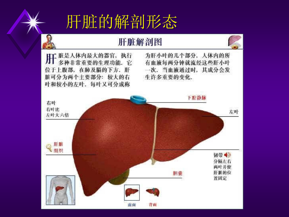 肝部及门脉高压病课件 2_第3页