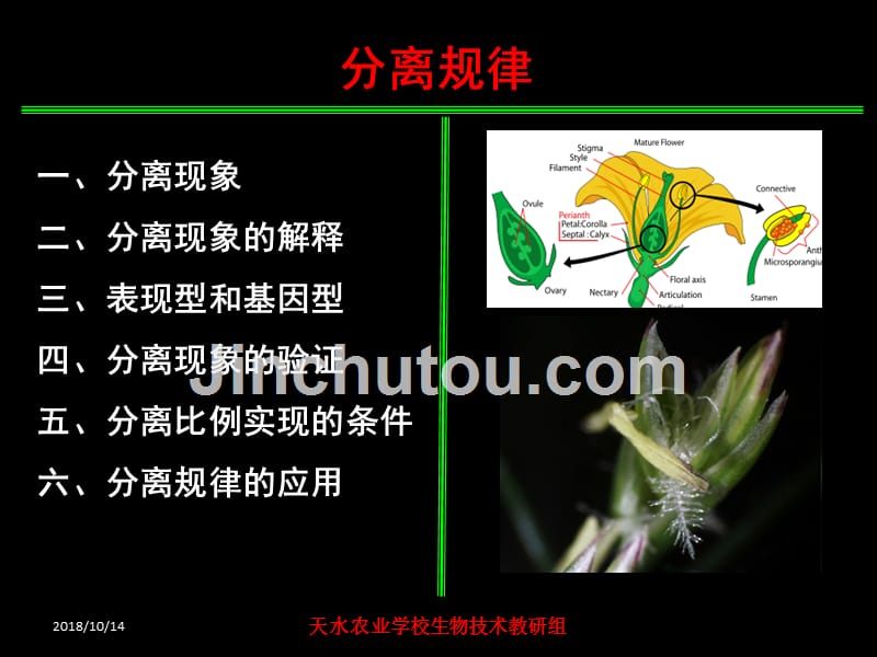 孟德尔遗传-——分离规律_第2页