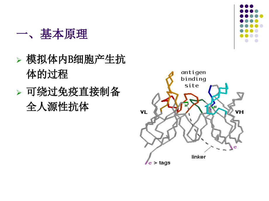 (生物技术制药)4抗体工程制药（3噬菌体抗体工程）_第4页