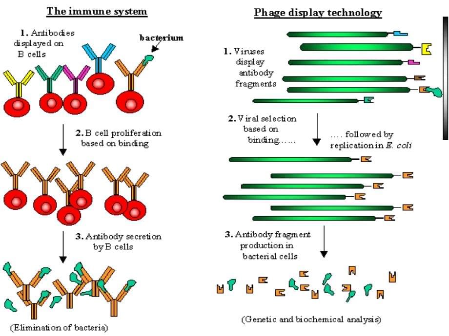 (生物技术制药)4抗体工程制药（3噬菌体抗体工程）_第5页