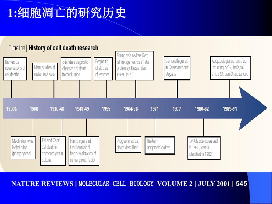 分子生物学11-细胞调亡专题_第3页