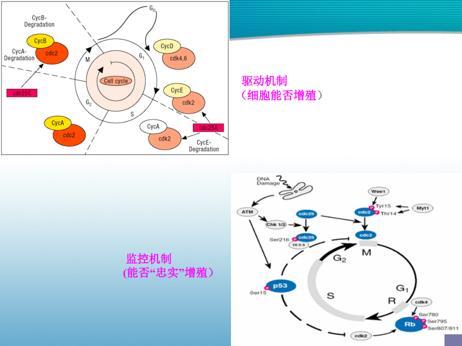 肿瘤科常见分子靶向药物的临床应用_第3页