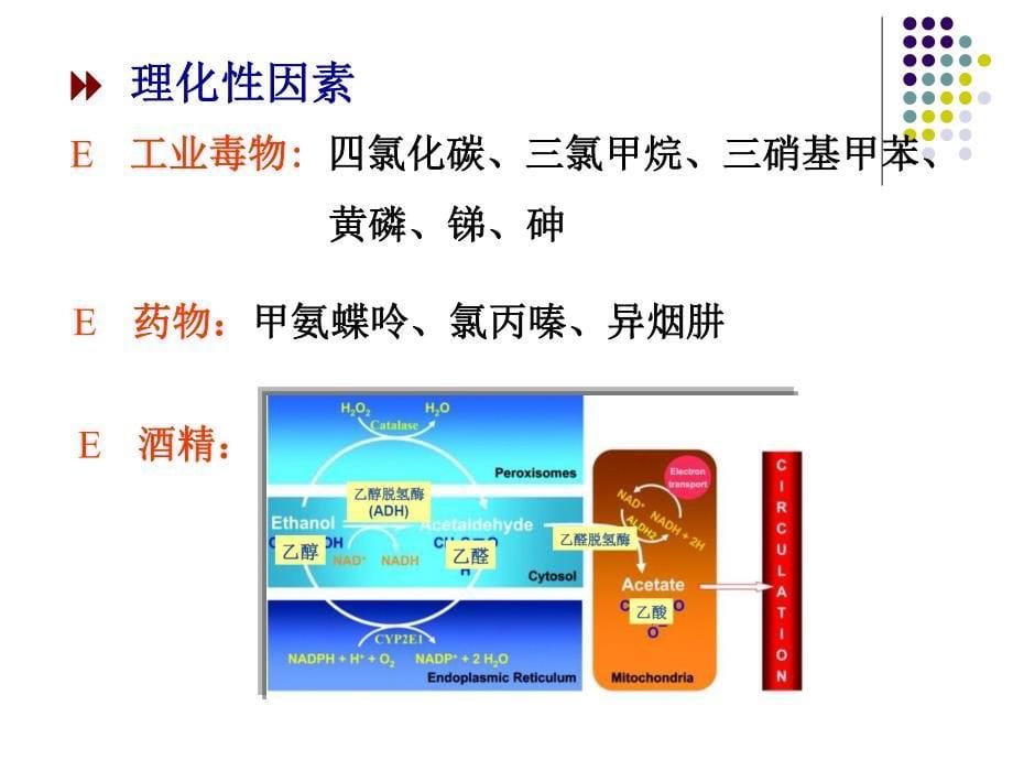 北京大学医学部病理生理学课件-肝性脑病_第5页