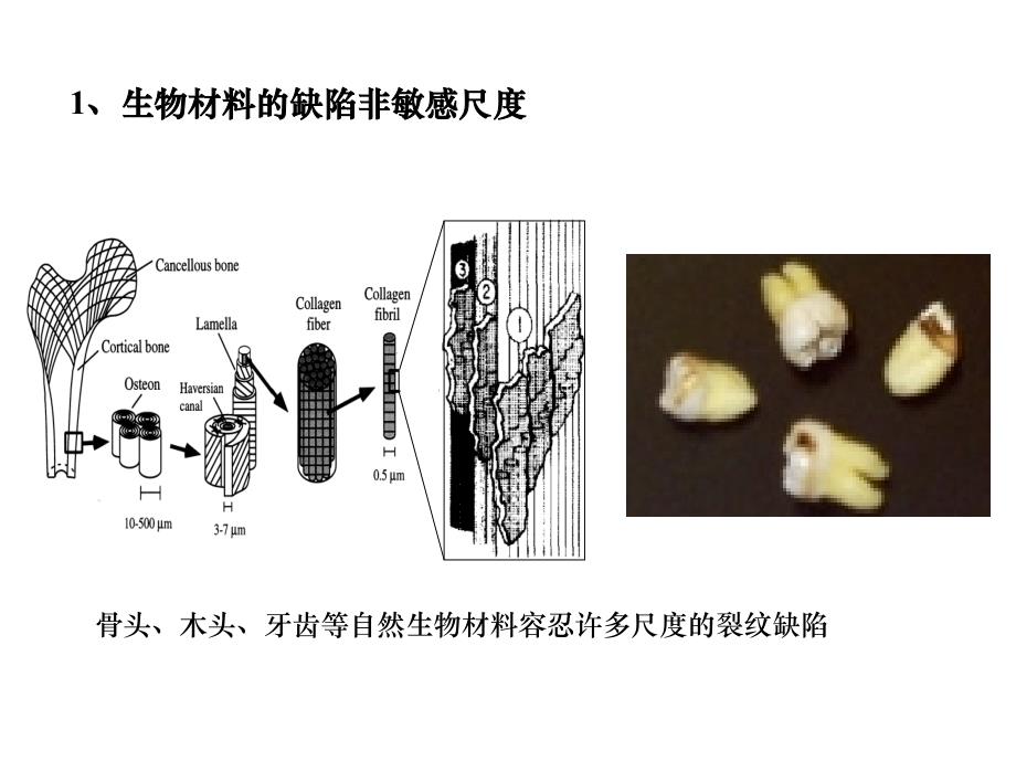 生物现象中的几个力学问题_第4页