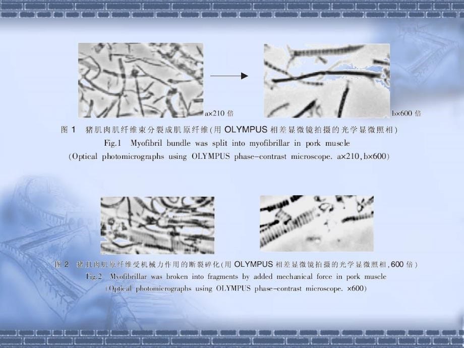 动物肉质与应激及预防措施_第5页