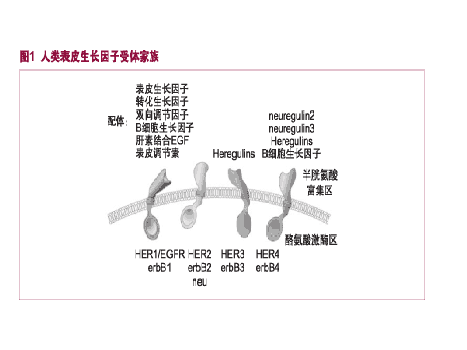 肺癌个体化治疗-14年_第4页