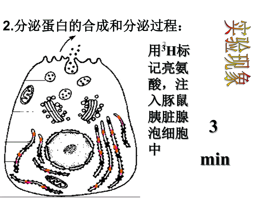 细胞内物质的合成和运输以及废物的排出_第5页