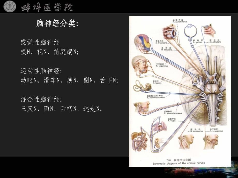 《系统解剖学》课件28_第5页