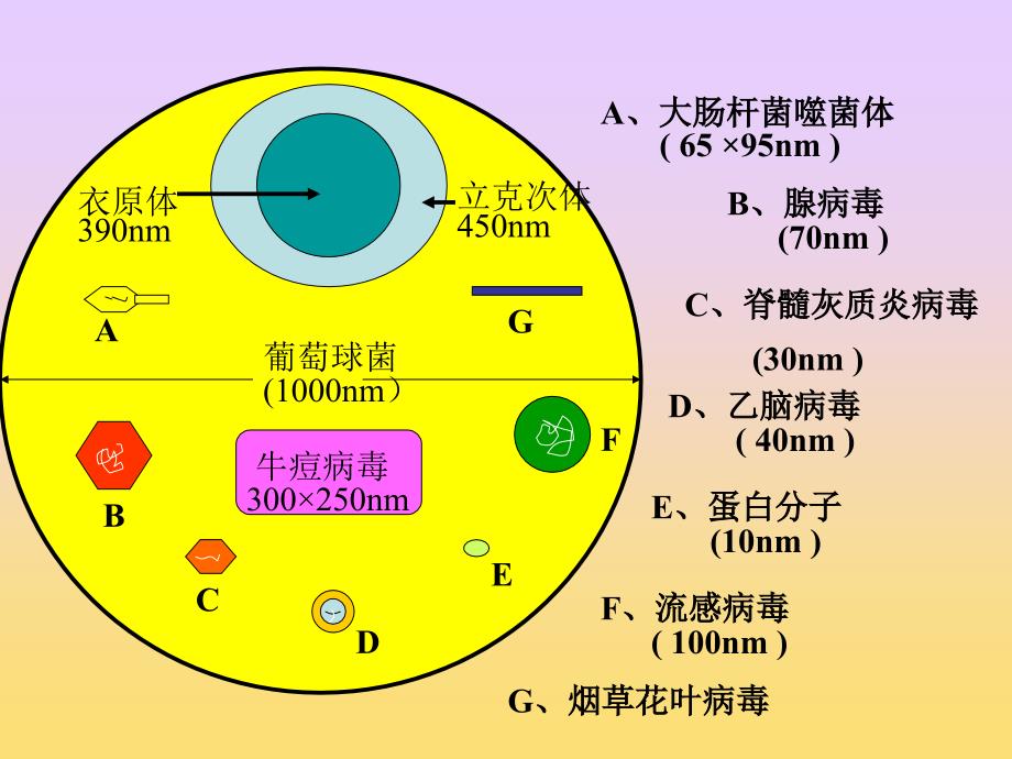 微生物检验-第三篇-病毒_第3页