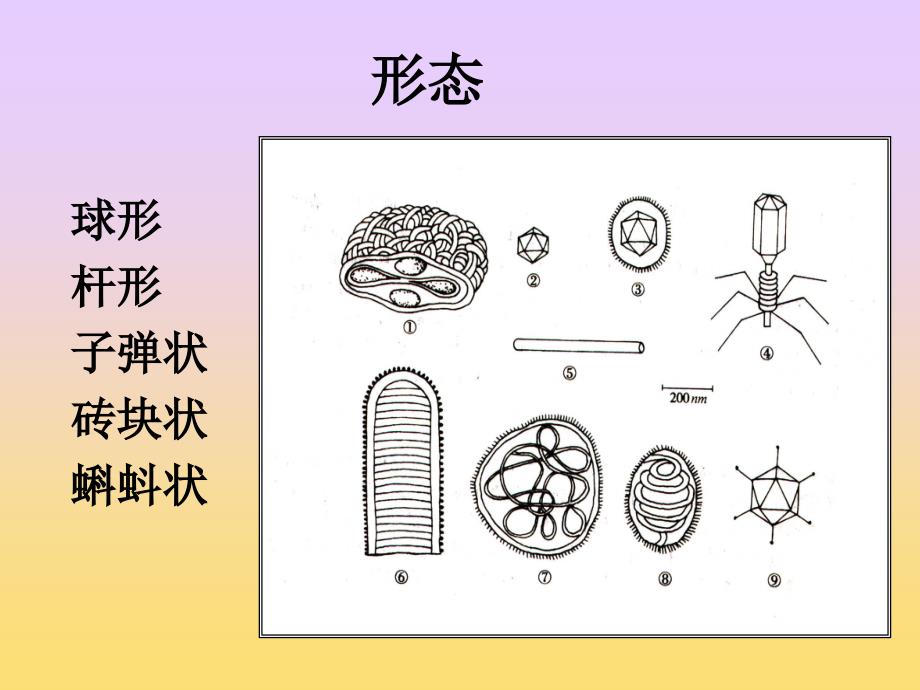 微生物检验-第三篇-病毒_第4页