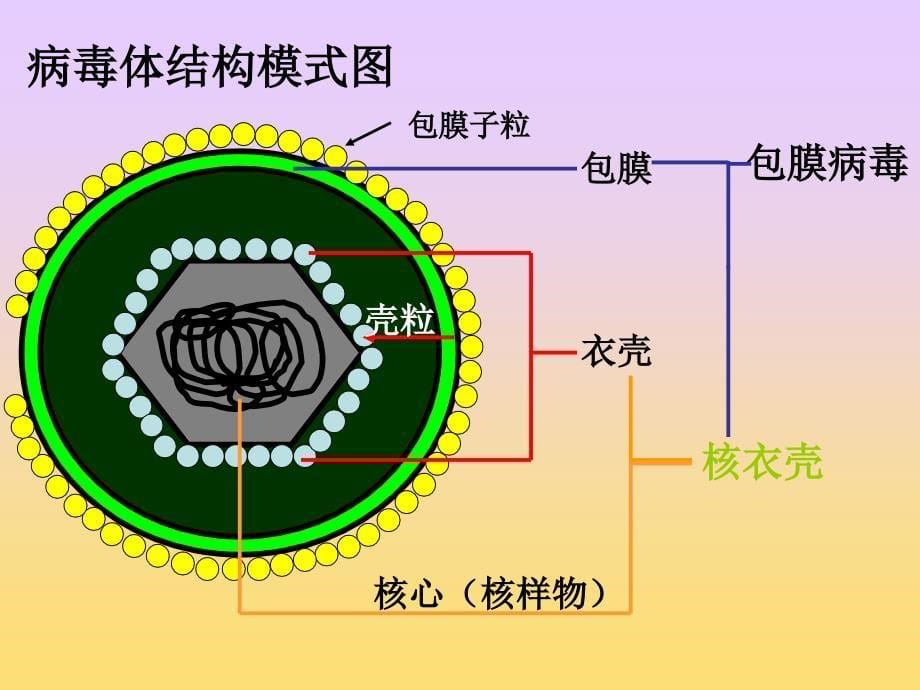 微生物检验-第三篇-病毒_第5页