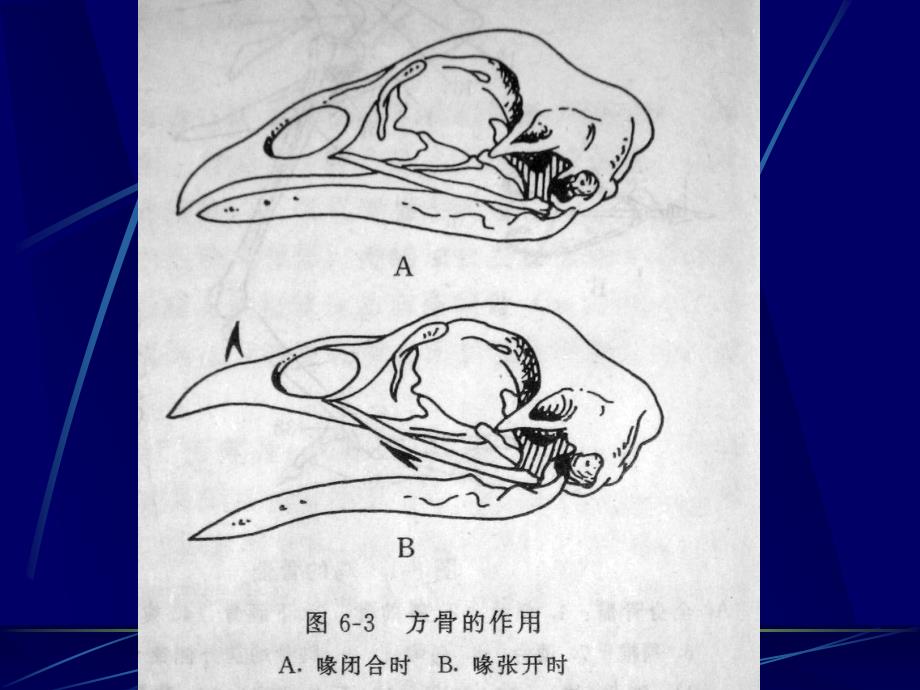 鸡的组织,结构及解剖_第4页