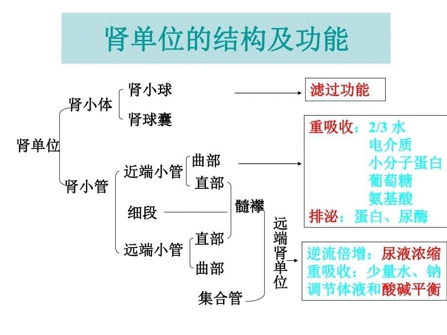 肾脏疾病常用的实验室检查_第5页